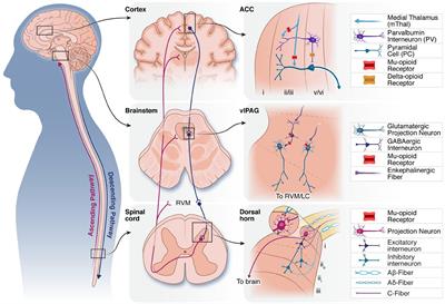 The role of endogenous opioid neuropeptides in neurostimulation-driven analgesia